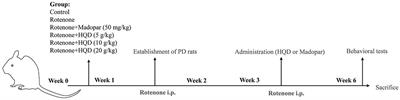 Huangqin Decoction Exerts Beneficial Effects on Rotenone-Induced Rat Model of Parkinson's Disease by Improving Mitochondrial Dysfunction and Alleviating Metabolic Abnormality of Mitochondria